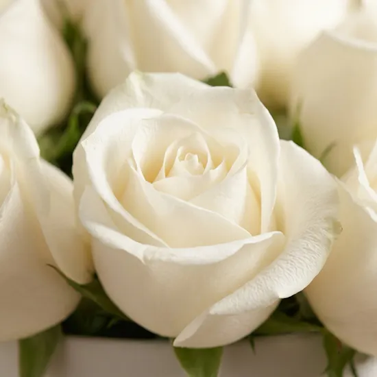 Whisper-Soft White Roses Box | 25 Roses