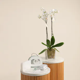 Momcozy Elite Baby Kit | Serenity Plant Pot
