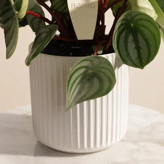 Iconic Peperomia Watermelon Plant