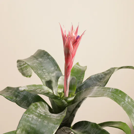 Exotic Rare Aechmea Plant