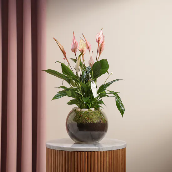Peace Lilies Pink