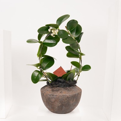 Hoya Kerrii Plant | Grey Pot