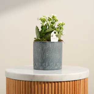 Magical White Kalanchoe Plant