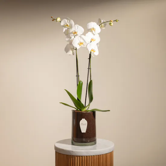 White Orchid Plant | Glass Pot