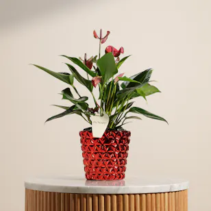 Striking Purple Anthurium Plant 