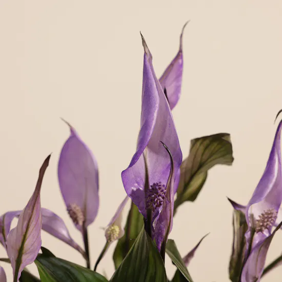 Trio Purple Spathiphyllum Plants