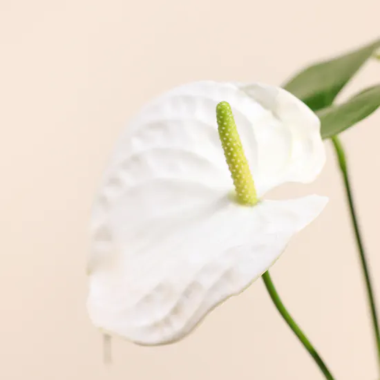 White Anthurium Plant | Sliver Pot