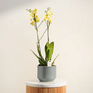 Pure Sunshine Orchid Plant Vase