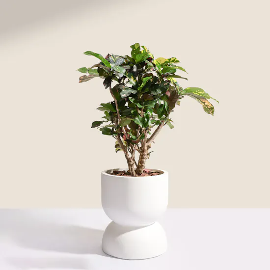 Grand Codiaeum Variegatum Plant