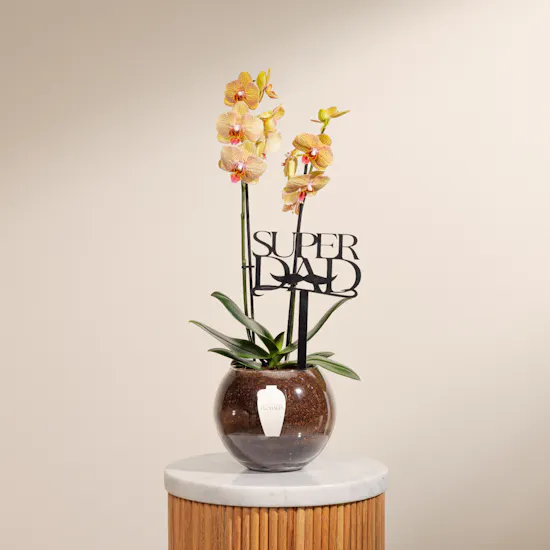 Super Dad Orchid Plant
