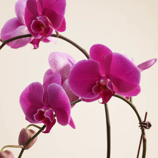 Mubkhar Swash Essential Oil 15 ml | Orchid Plant