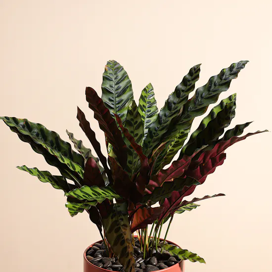 Calathea Lancifolia Plant | Metal Vase