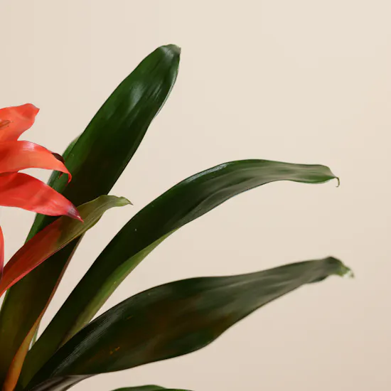 Delicate Orange Guzmania Plant
