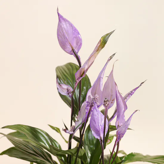 Spathiphyllum Make-Upz Purple