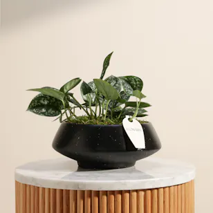 Stunning Scindapsus Plant