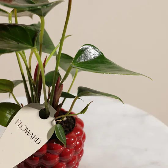 Fancy Red Anthurium Plant