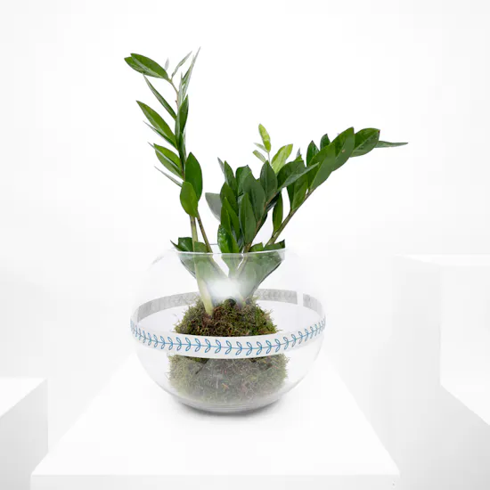 Green Zamia | Glass Bowl