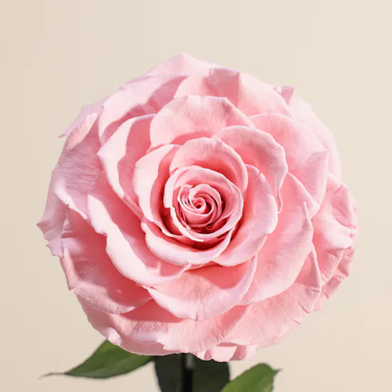 Pink Single Preserved Rose Dome