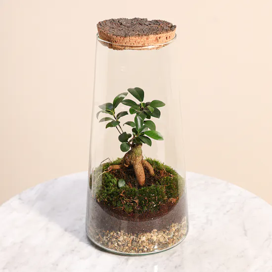 Ficus Microcarpa Inside Succulent