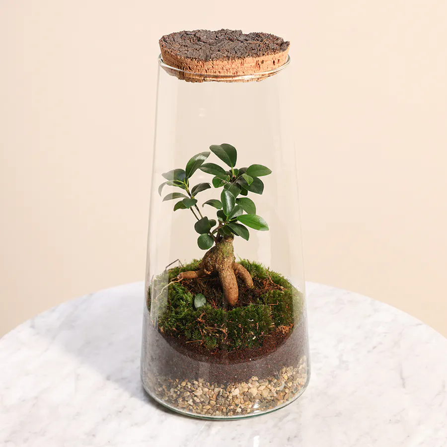 Ficus Microcarpa Inside Succulent 3