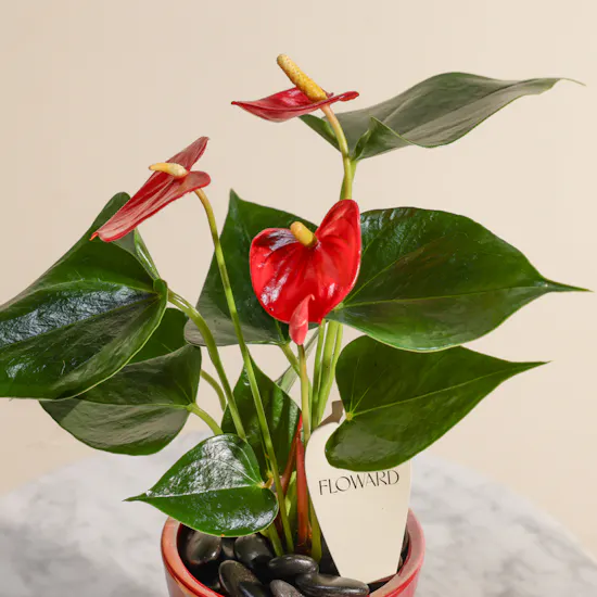 Shiny Red Anthurium Small Plant