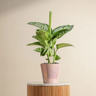 Blush Elegance Dieffenbachia Plant Blush Elegance Dieffenbachia Plant