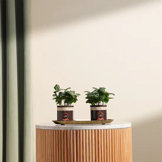 Coffea Arabica Plant