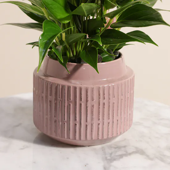 The Anthurium
