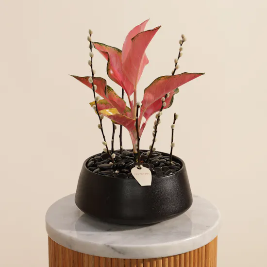 Red Joy Aglaonema Plant