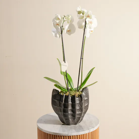 Peaceful White Orchid Plant