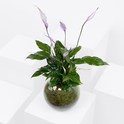 Peace Lilies Purple