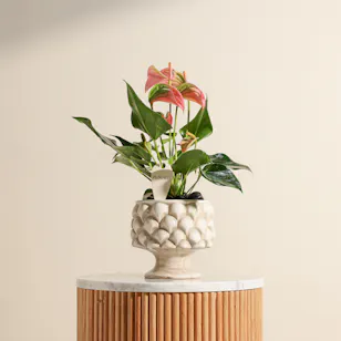 Unique Pink Anthurium Plant Vase Unique Pink Anthurium Plant Vase