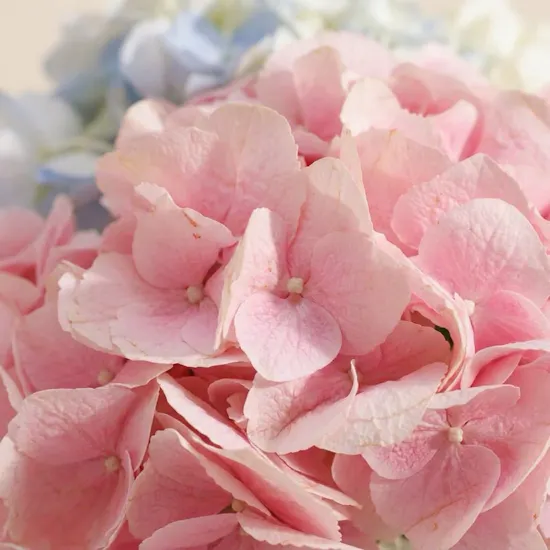 Floral Affection Hydrangea Vase