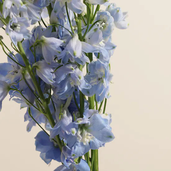 Light Blue Delphinium Vase