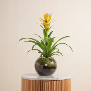 The Yellow Guzmania Diana 