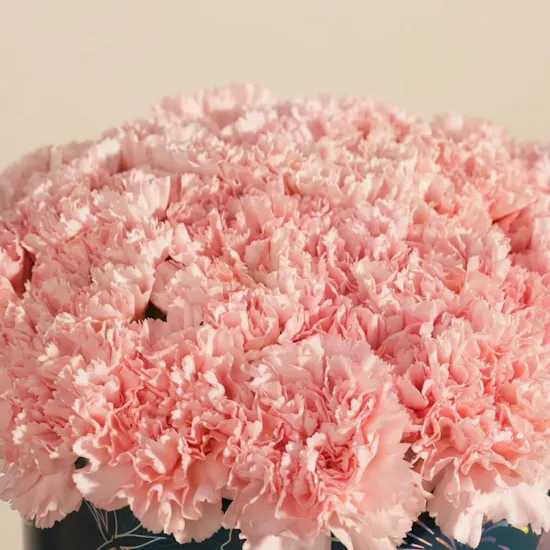 Gentle Pink Carnation Box | 35 Flowers