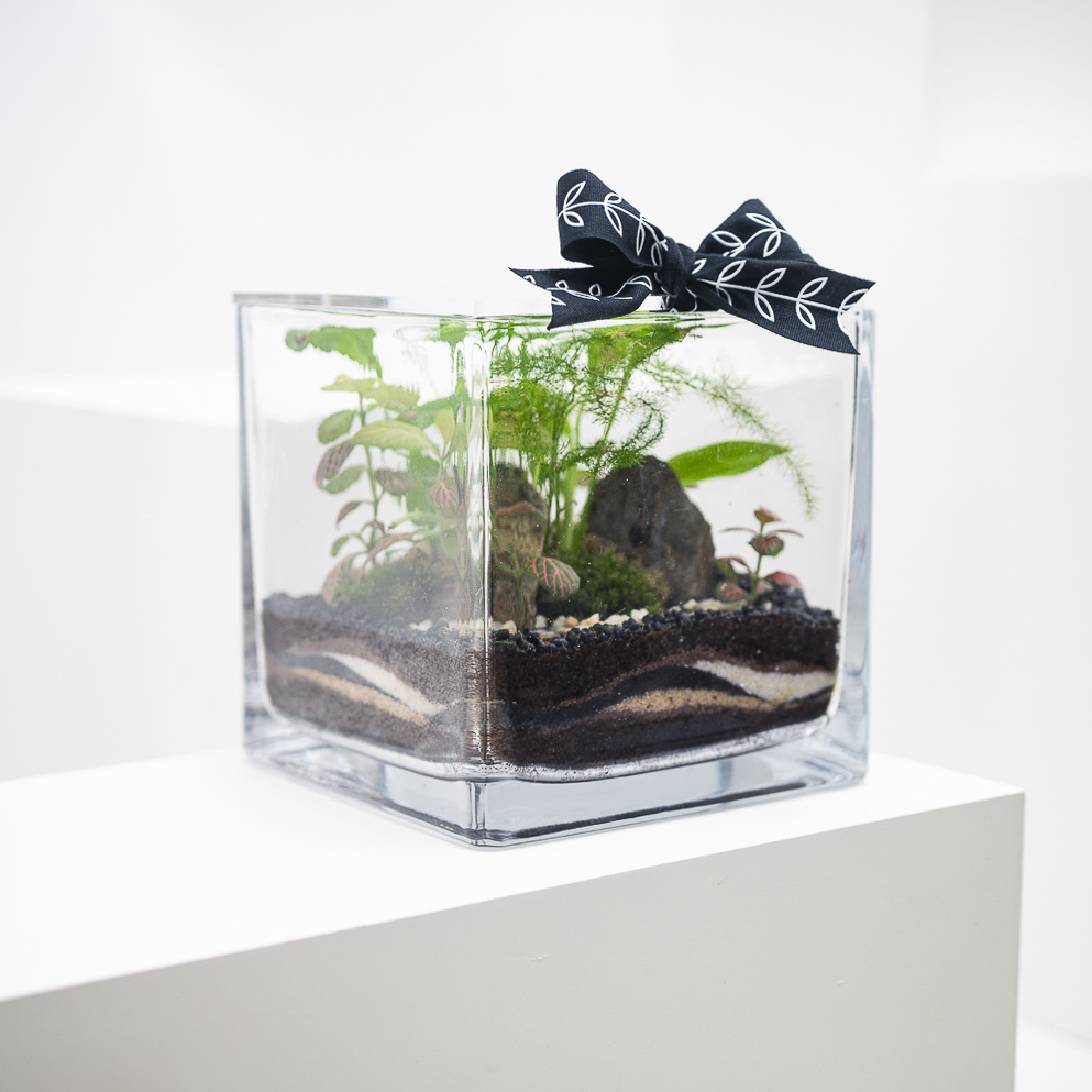 النباتات الاستوائية الخضراء | تيراريوم مغلق