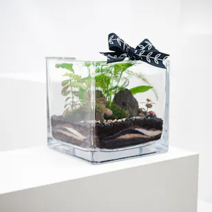 Vivid Tropical Garden | Closed Terrarium 