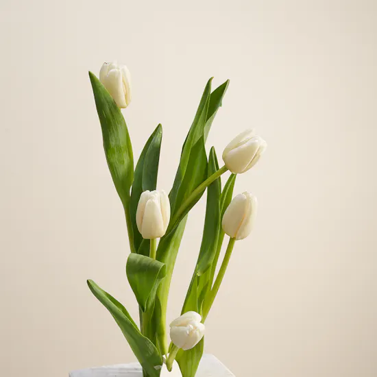 Vibrant Grace White Tulip Vase