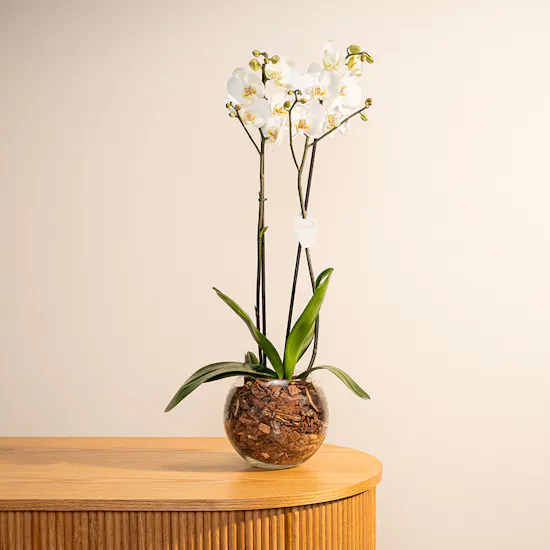 White Orchid Plant | Glass Pot