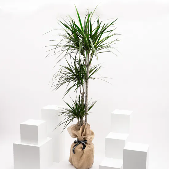Large Dracaena Massangeana Plant | Wrapped Pot