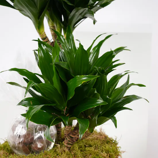 Dracaena Fragrans Compacta | Floward's Chocolate