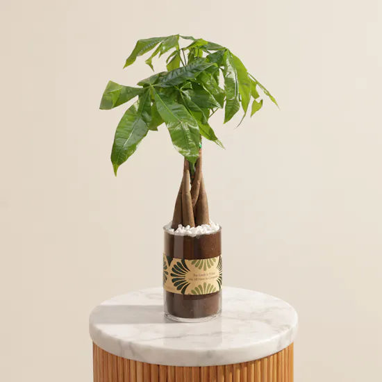 Caribbean Pachira Aquatica Earth Day Plant