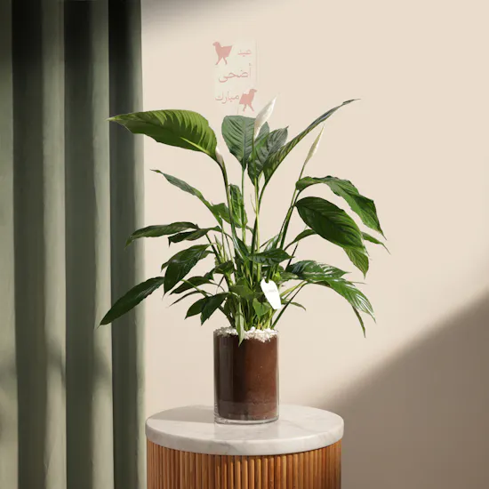 Eid Joyous White Peace Lily Plant