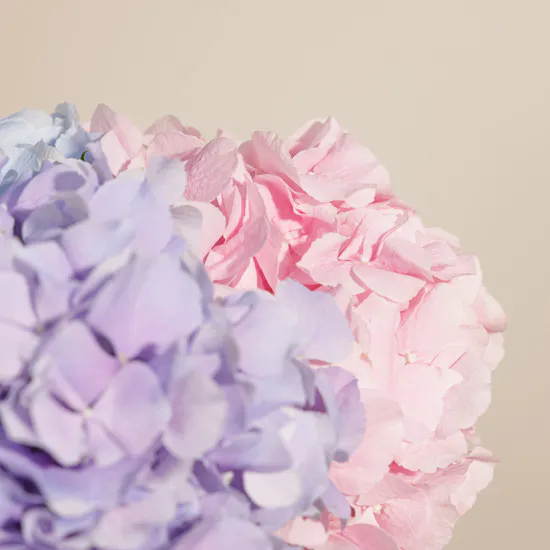 Elegant Hydrangea Vase