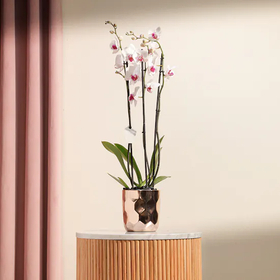 Eternal Love | White Orchid Plant