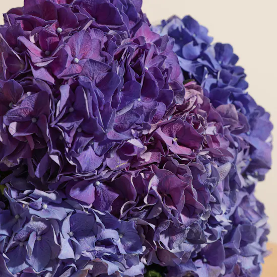 Royal Purple Hydrangea Bouquet