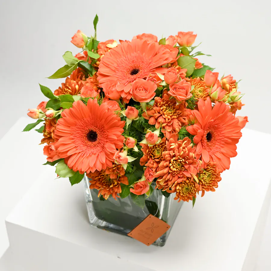 Sunshine of Gerbera  3