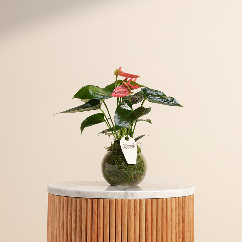 جمال الانثوريوم | مزهرية