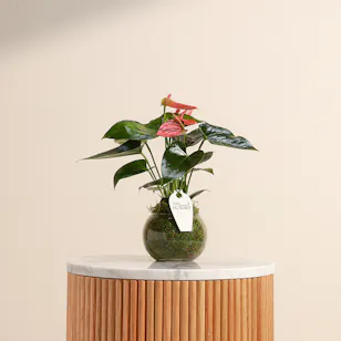 Anthurium Beauty | Vase Anthurium Beauty | Vase